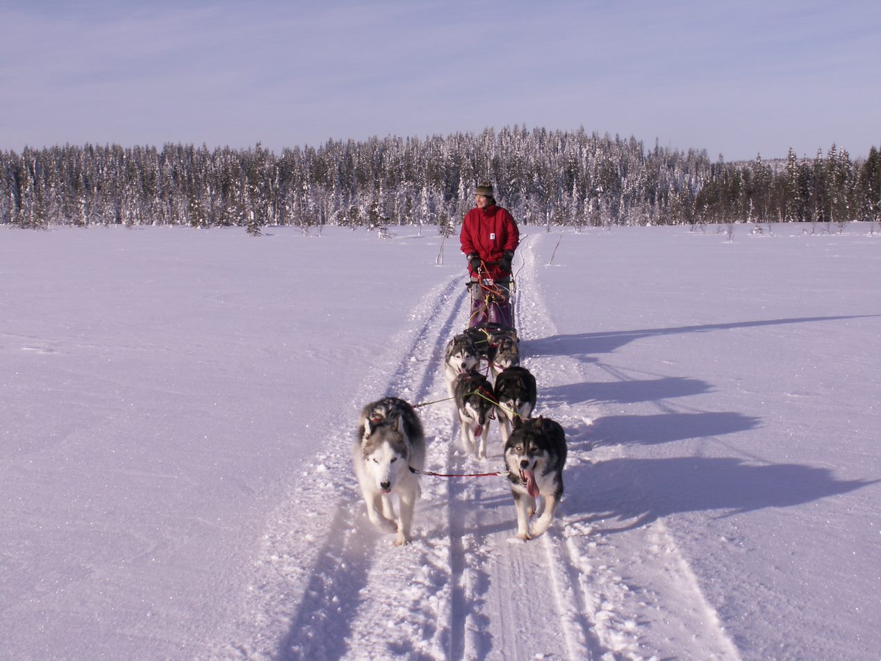 Bild på hundspann