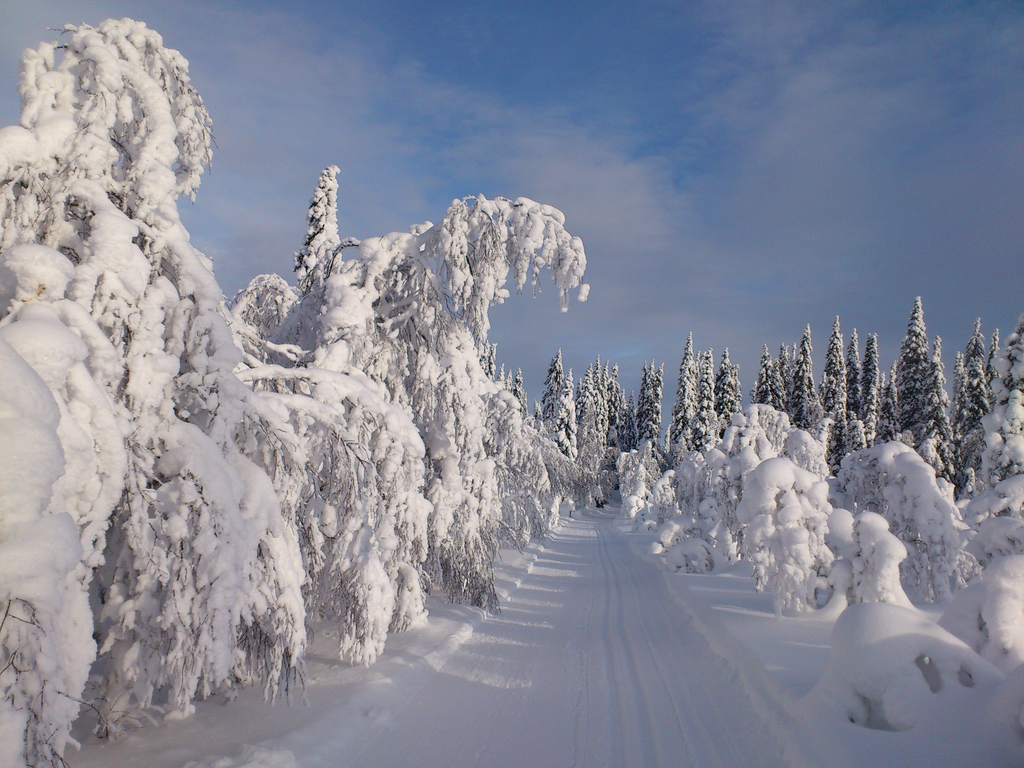 Vinter träd